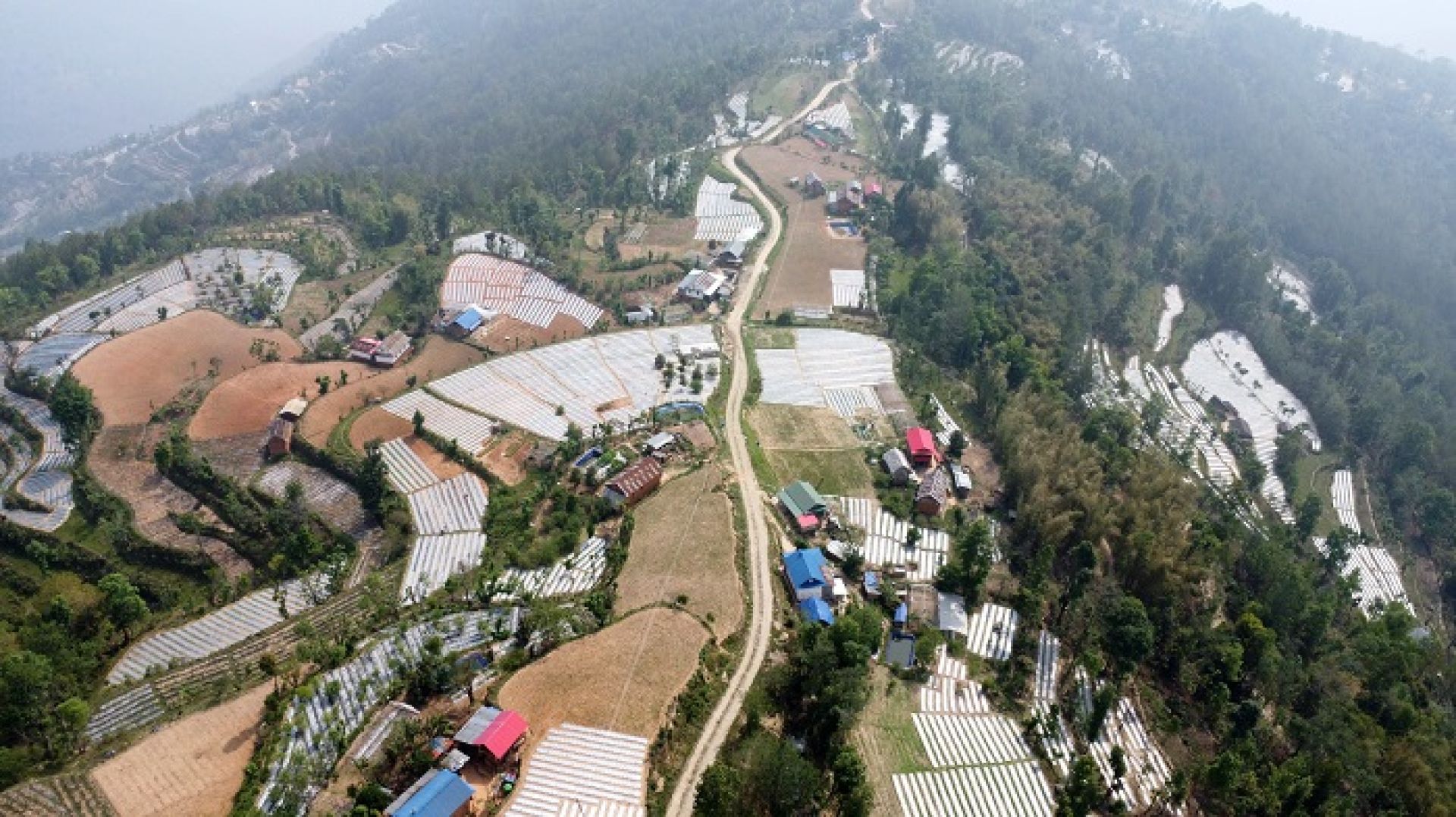 पौवादुङमाको पाँच सय हेक्टरमा अकबरे खुर्सानीखेती !